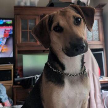 Mixed Breed Dogs Available for Adoption in Philadelphia, Pennsylvania - Aura | PetCurious