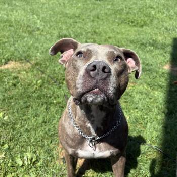 Luna -  Pit Bull Terrier and American Staffordshire Terrier Dog for Adoption in Carmel Hamlet, New York - Luna | PetCurious
