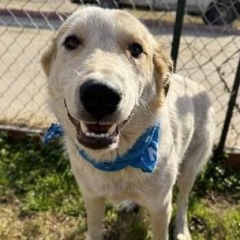 Great Pyrenees Dogs Available for Adoption - Scout | PetCurious