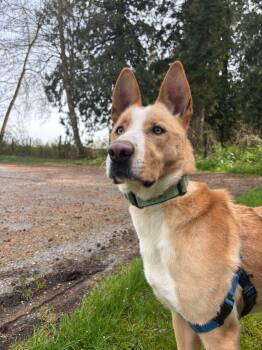 Rescue Siberian Husky Dogs for Adoption in Burnaby, British Columbia - Dexter | PetCurious