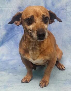 261149  Buster -  Dachshund Dog for Adoption in Wetumpka, Alabama - 261149  Buster | PetCurious