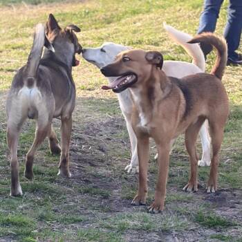 Brock -  Black Mouth Cur and Terrier Dog for Adoption in Bloomfield, Connecticut - Brock | PetCurious