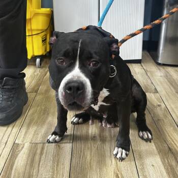 Remy -  Pit Bull Terrier and Mixed Breed Dog for Adoption in Newark, New Jersey - Remy | PetCurious