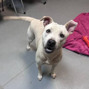 Snow 0198 -  Mixed Breed Dog for Adoption in Columbus, Georgia - Snow 0198 | PetCurious
