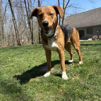 Bluetick Coonhound and Australian Shepherd Dogs Available for Adoption in Tunica, Mississippi - Annie | PetCurious