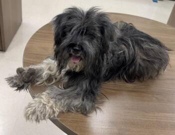 FI -  Miniature Schnauzer and Mixed Breed Dog for Adoption in Park Row, Texas - FI | PetCurious