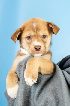 Retriever and Australian Shepherd Dogs Available for Adoption in Minneapolis, Minnesota - Meyer | PetCurious