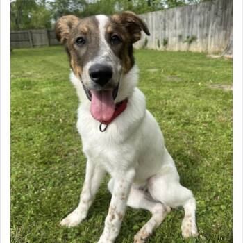 Paul -  Labrador Retriever and Mixed Breed Dog for Adoption in Huntsville, Alabama - Paul | PetCurious