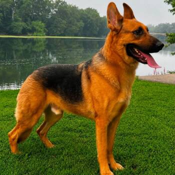 Teddy (26-269) -  German Shepherd Dog Dog for Adoption in New Ringgold, Pennsylvania - Teddy (26-269) | PetCurious