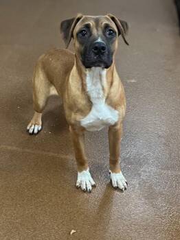 Alburt -  Boxer Dog for Adoption in Winfield, Kansas - Alburt | PetCurious