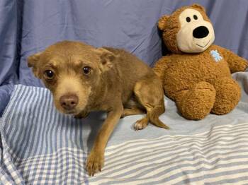 Chihuahua and Mixed Breed Dogs Available for Adoption - LORI | PetCurious