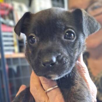 Shepherd and Mixed Breed Dogs Available for Adoption in Oakville, Washington - Butter | PetCurious