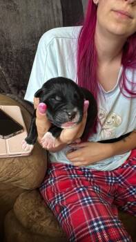 Slurpee -  Dachshund and Miniature Pinscher Dog for Adoption in Calgary, Alberta - Slurpee | PetCurious