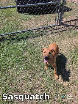 Sasquatch -  Pit Bull Terrier Dog for Adoption in Rocky Mount, North Carolina - Sasquatch | PetCurious