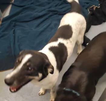 Mixed Breed Dogs Available for Adoption - Myra | PetCurious