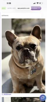 French Bulldog Dogs Available for Adoption - Frankie | PetCurious