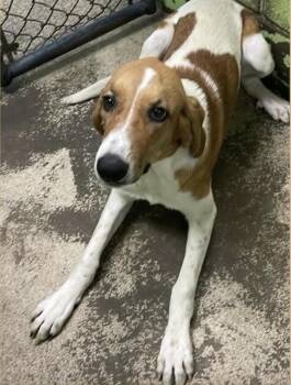 Wynonna -  Bloodhound Dog for Adoption in Fort Payne, Alabama - Wynonna | PetCurious