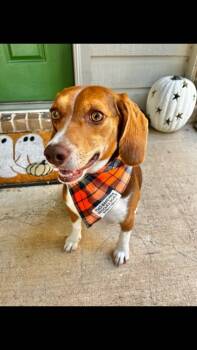 Rescue Beagle and Mixed Breed Dogs for Adoption in Fort Worth, Texas - Tessa | PetCurious