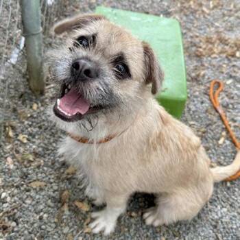 Terrier Dogs Available for Adoption in Oakland, California - Canada | PetCurious