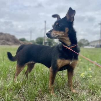Chihuahua and Miniature Pinscher Dogs Available for Adoption in Wimberley, Texas - Roxie | PetCurious