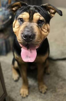 Rescue Shar Pei and Rottweiler Dogs for Adoption in Lagrange, Indiana - Oscar | PetCurious