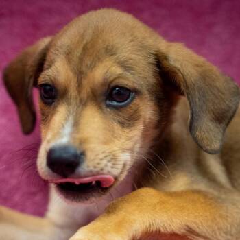 Taurus -  Hound and Mixed Breed Dog for Adoption in Pawling, New York - Taurus | PetCurious