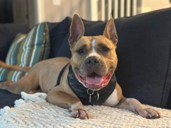 Mona Lisa -  Pit Bull Terrier and Mixed Breed Dog for Adoption in Atlanta, Georgia - Mona Lisa | PetCurious