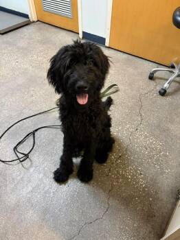 Mixed Breed Dogs Available for Adoption in Ocala, Florida - Booski | PetCurious