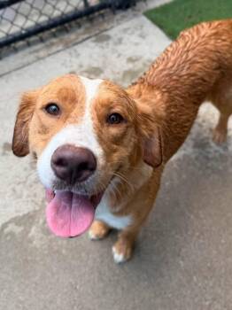Kiwi -  Golden Retriever Dog for Adoption in Richmond, Kentucky - Kiwi | PetCurious