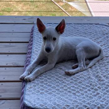 Almond Joy -  Jack Russell Terrier and Mixed Breed Dog for Adoption in Milan, Illinois - Almond Joy | PetCurious