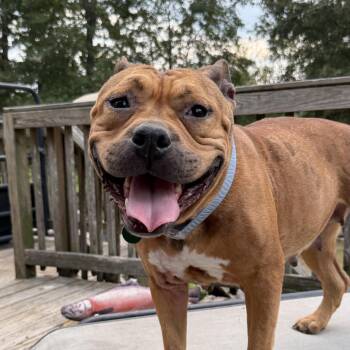 Charm -  American Bully Dog for Adoption in Columbia, South Carolina - Charm | PetCurious