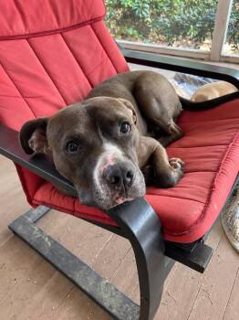 Isaiah (local) -  Pit Bull Terrier Dog for Adoption in Princeton, Massachusetts - Isaiah (local) | PetCurious