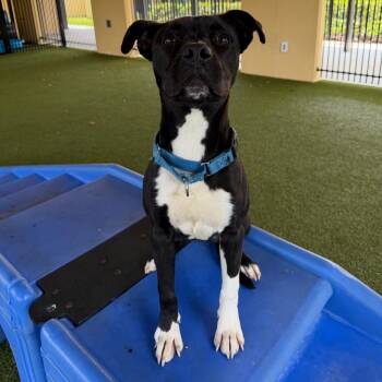 Prudence -  Mixed Breed Dog for Adoption in West Palm Beach, Florida - Prudence | PetCurious
