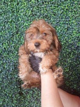 61546199 -  Miniature Poodle and Mixed Breed Dog for Adoption in El Paso, Texas - 61546199 | PetCurious