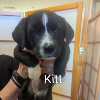 Border Collie and Labrador Retriever Dogs Available for Adoption - Kitt D11162 | PetCurious