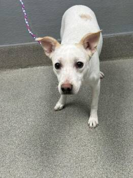 LATOYA -  Whippet and Mixed Breed Dog for Adoption in Las Vegas, Nevada - LATOYA | PetCurious