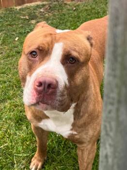 Hubba Bubba -  Terrier and Mixed Breed Dog for Adoption in Auburn, Indiana - Hubba Bubba | PetCurious
