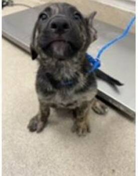 OTTO -  German Shepherd Dog and Mixed Breed Dog for Adoption in Grand Prairie, Texas - OTTO | PetCurious