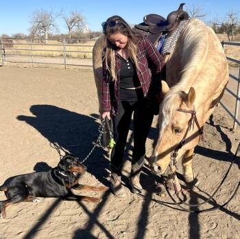 Doberman Pinscher Dogs Available for Adoption - Echo | PetCurious