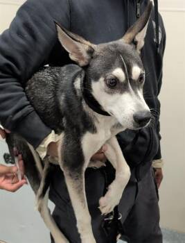 RALPH -  Siberian Husky and Mixed Breed Dog for Adoption in Rowlett, Texas - RALPH | PetCurious