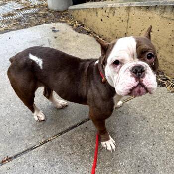 English Bulldog Dogs Available for Adoption in Northbrook, Illinois - Dr. King | PetCurious