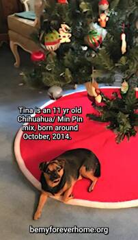 Rescue Chihuahua Dogs for Adoption in Plano, Texas - Tina | PetCurious