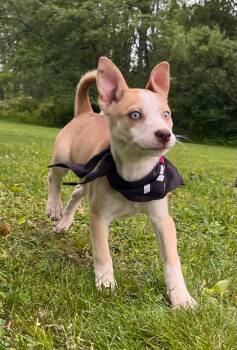 Siberian Husky Dogs Available for Adoption in Greensburg, Pennsylvania - Geno | PetCurious
