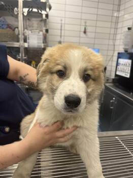 Great Pyrenees Dogs Available for Adoption - SNOWBALL | PetCurious