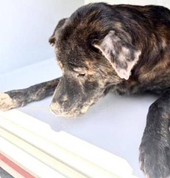 A658871 -  Sheep Dog and Mixed Breed Dog for Adoption in Houston, Texas - A658871 | PetCurious
