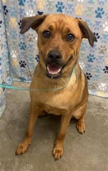 NALA -  Labrador Retriever and Mixed Breed Dog for Adoption in Rosenberg, Texas - NALA | PetCurious