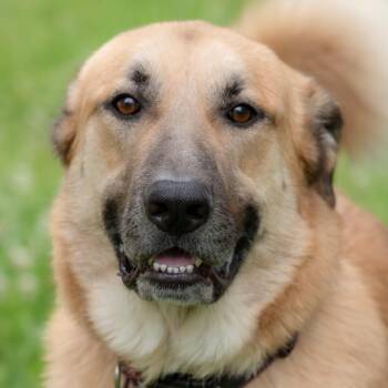 Chip -  German Shepherd Dog and Mixed Breed Dog for Adoption in Nashville, Tennessee - Chip | PetCurious