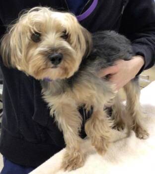 Yorkshire Terrier Dogs Available for Adoption - TROLLER | PetCurious