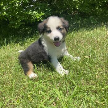 Buddy -  Australian Shepherd and Border Collie Dog for Adoption in Armada, Michigan - Buddy | PetCurious