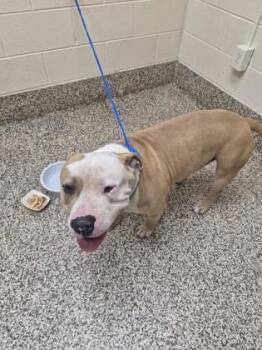 Pit Bull Terrier and Mixed Breed Dogs Available for Adoption in Westland, Michigan - Rex | PetCurious